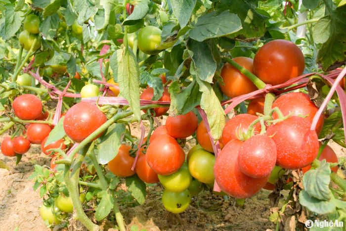 Bắt đầu xuống giống từ tháng 8, thời điểm này, cà chua ở vùng bãi ngang Quỳnh Lưu đã chín rộ. Ảnh: T.P