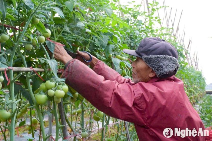 Ngoài diện tích cà chua chín đã cho thu hoạch thì có nhiều thửa cà chua gối vụ, còn xanh, bà con tập trung chăm sóc để thu hái vào thời điểm sau Tết Nguyên đán. Ảnh: T.P