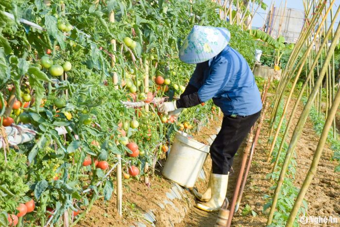 Sản lượng ước đạt 2-3 tấn/sào, trừ chi phí có lãi hàng chục triệu đồng/sào. Nông dân Quỳnh Lưu phấn khởi thu hoạch. Ảnh: T.P