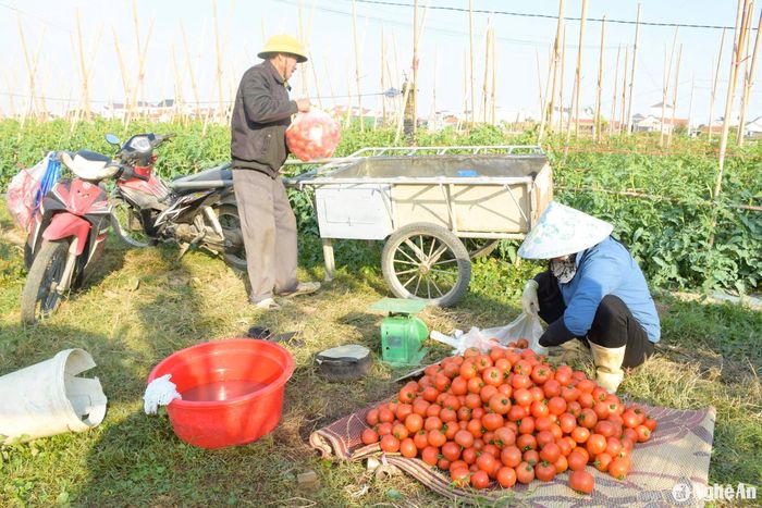 Hiện cà chua được thương lái thu mua tận ruộng với giá từ 10.000-12.000 đồng/kg, cao hơn cùng kỳ năm ngoái. Ảnh: T.P