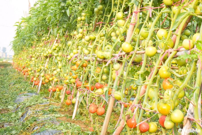 Để trồng cà chua cho năng suất cao, bà con nông dân nơi đây phân luống cát trắng rất bài bản, mỗi luống được bọc màng ni lông dưới gốc nhằm giữ độ ẩm. Ảnh: T.P