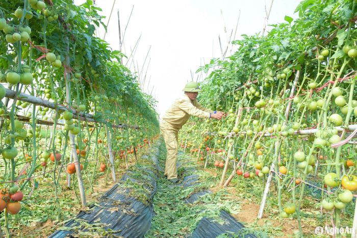 Bên cạnh đó còn giàn cọc tre xếp theo luống cho cà chua phát triển, không bị ngả hoặc gãy cành. Ảnh: T.P