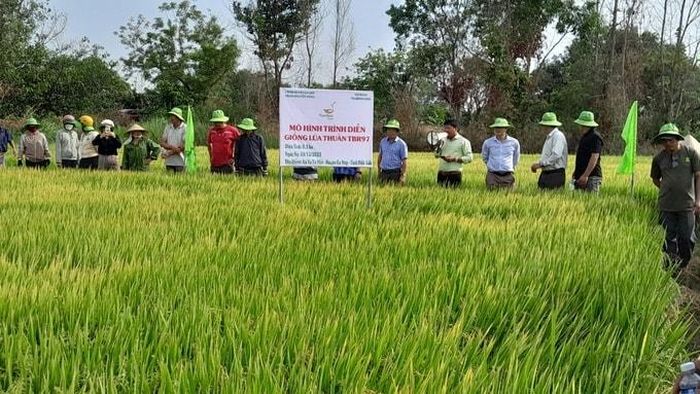 Giống lúa TBR97 của TháiBinh Seed đã được trồng ở nhiều tỉnh, thành trong cả nước. Ảnh: P.V