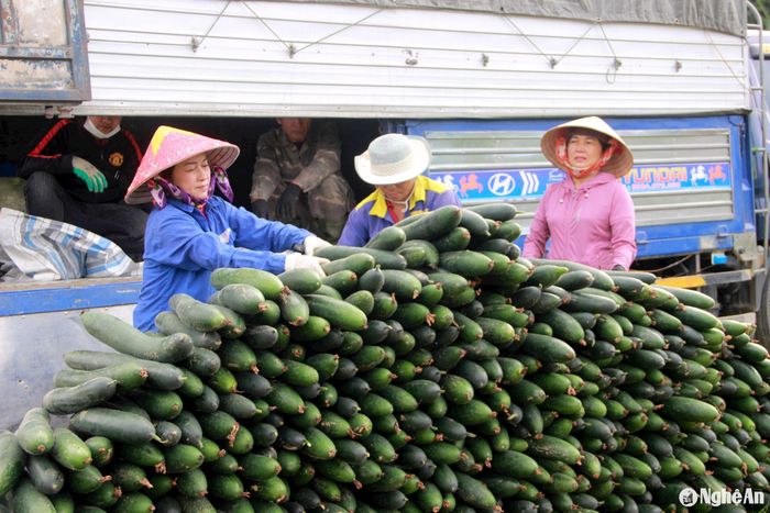 Người dân nhập bí xanh cho thương lái. Ảnh: Q.A