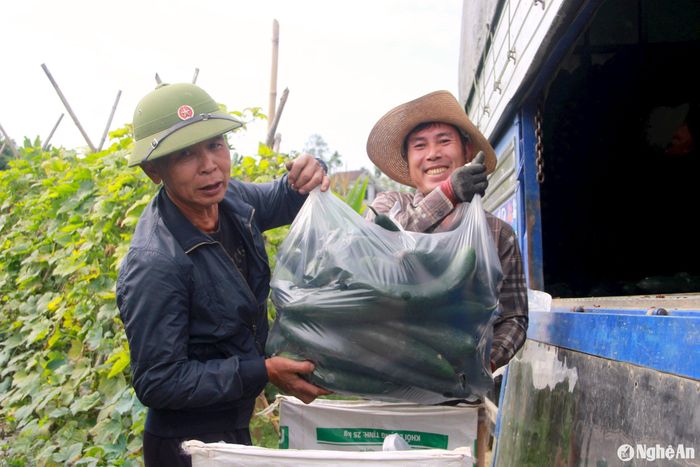 Thương lái thu mua bí xanh cho người dân Anh Sơn. Ảnh: Q.A