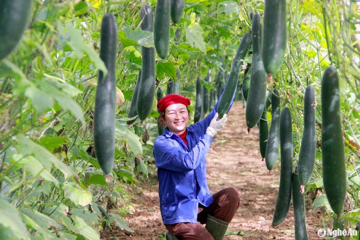 Gia đình chị Nguyễn Thị Hải ở xã Cẩm Sơn có 9 sào bí xanh đang trong mùa thu hoạch. Ảnh: Q.A