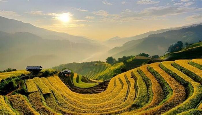 Tháng 9 bắt đầu vào vụ lúa nở vàng khắp con đường lên Lùng Cùng. (Ảnh: Viettrekking)