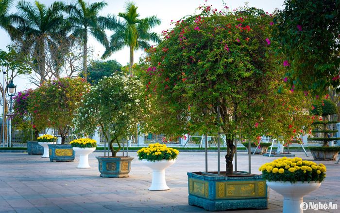 Hoa cúc, hoa giấy rực rỡ trong trong khu lưu niệm. Ảnh: Minh Quân
