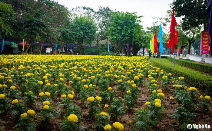 Thảm hoa cúc bên đường đã được trồng mới. Ảnh: Minh Quân
