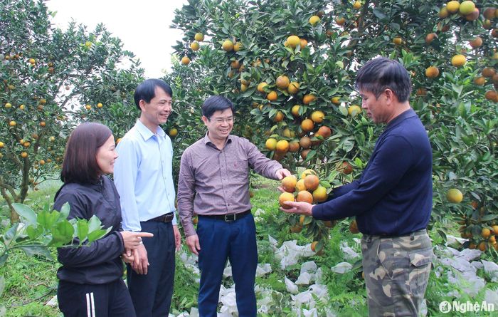 Lãnh đạo huyện Thanh Chương tham quan mô hình nông trại cam Ngọc Hường, ở xóm Khe Trảy, xã Thanh Đức. Ảnh: Mai Hoa