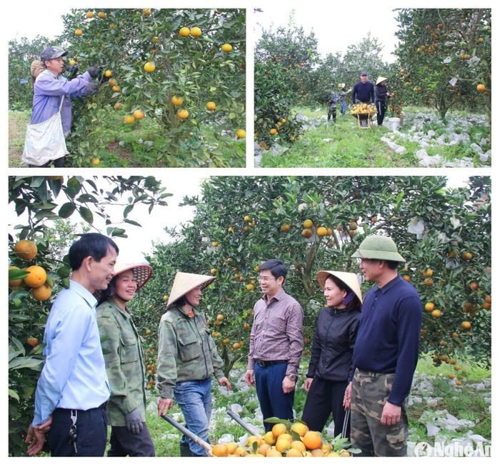 Các mô hình sản xuất nông nghiệp đang được nhân rộng ở huyện Thanh Chương. Ảnh Mai Hoa