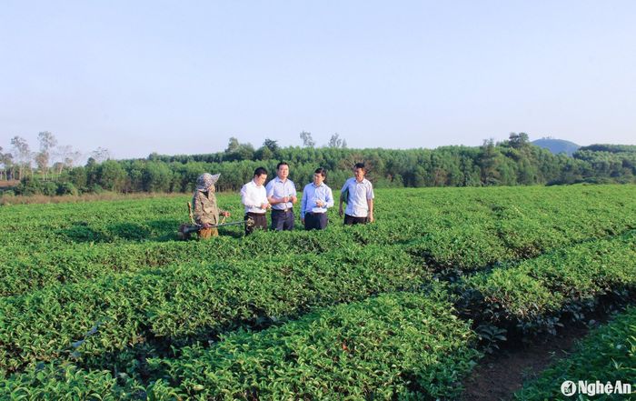 Huyện Thanh Chương hiện có hơn 4.800 ha chè được định hướng chuyển sang sản xuất hữu cơ. Ảnh: Mai Hoa