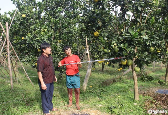 Xã Thanh Liên đang áp dụng sản xuất hữu cơ đối với gần 40 ha bưởi. Ảnh: Mai Hoa
