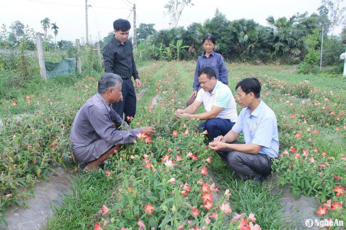 Cây sâm Thổ Hào là cây trồng mới được khôi phục đem lại giá trị ở huyện Thanh Chương. Ảnh: Mai Hoa