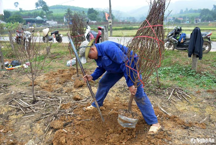 Vườn đào Tết thông thường được bà con trồng chỉ từ 1 - 2 năm, nên việc đào gốc để xuất bán khá thuận lợi. Ảnh: Xuân Hoàng