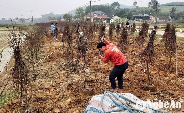 Với gia đình ông Lê Văn Chung ở xóm 6, xã Minh Thành dịp Tết này xuất bán hơn 200 gốc đào, thu về hơn 60 triệu đồng. Ảnh: Xuân Hoàng