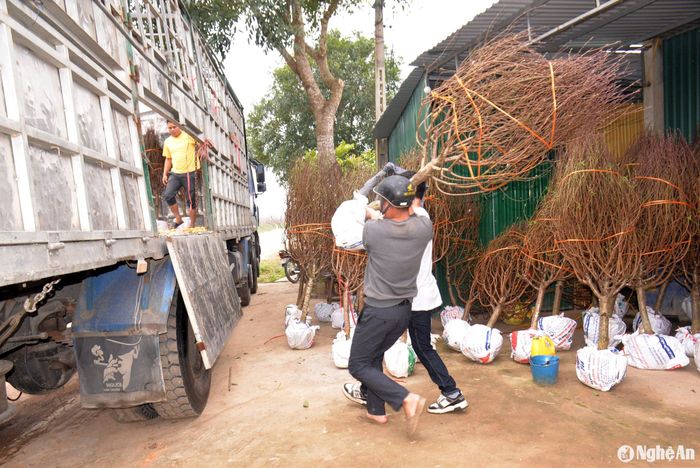 Những chuyến xe trọng tải lớn trực tiếp đến các làng đào ở Minh Thành, Thịnh Thành... để vận chuyển đào đến thành phố bán Tết. Anh Toản, một thương lái ở thành phố Vinh cho biết, để có đủ số lượng gốc đào trên 500 cây cho một chuyến xe tải, anh thu mua 2 - 3 ngày mới đủ. Theo anh Toản, đào Tết năm nay giá cả có nhích hơn năm trước. Ảnh: Xuân Hoàng