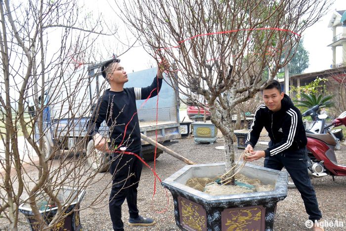 Những cây đào có thế đẹp, người dân đào gốc và trồng vào chậu để bán theo đơn đặt hàng của khách. Ảnh: Xuân Hoàng