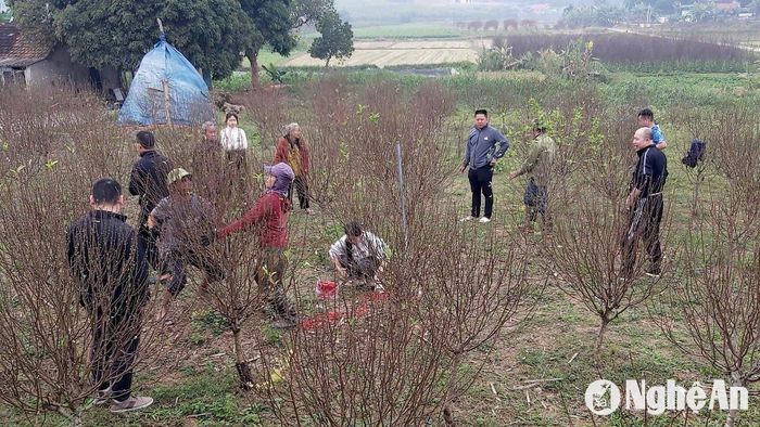 Ông Lê Văn Hồng - Trưởng phòng Nông nghiệp và PTNT huyện Yên Thành cho biết: Trước đây đào phai Yên Thành chỉ trồng ở Minh Thành và Kim Thành, nhưng nay phát triển rộng thêm ở các xã Tây Thành và Quang Thành. Hiện nay, toàn huyện có khoảng 300ha đào phai, trong đó diện tích trồng tập trung nhiều nhất là xã Kim Thành với gần 30ha, sau đó là Minh Thành. Năm nay giá đào có cao hơn năm trước, nhưng nhiều vườn đào không xuất bán được, do ra không đúng dịp Tết. Nhờ nghề trồng đào Tết, người dân Yên Thành mỗi dịp cuối năm thu về hàng tỷ đồng. Ảnh: Xuân Hoàng