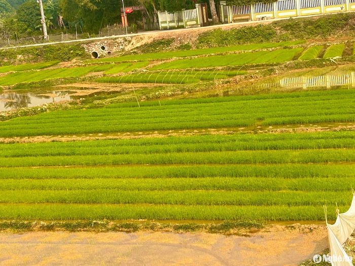 Nông dân Đô Lương gieo mạ xuân. Ảnh: Trân Châu