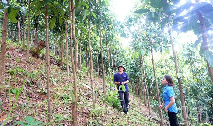 Cây quế là một trong những loại cây chủ lực để phát triển kinh tế rừng ở huyện Định Hóa. Trong ảnh: Người dân xóm Đồng Đình, xã Kim Phượng, kiểm tra rừng quế. Ảnh: T.L