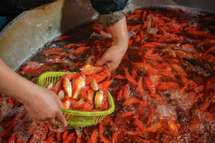 Chọn mua các chép đỏ tại chợ cá Yên Sở