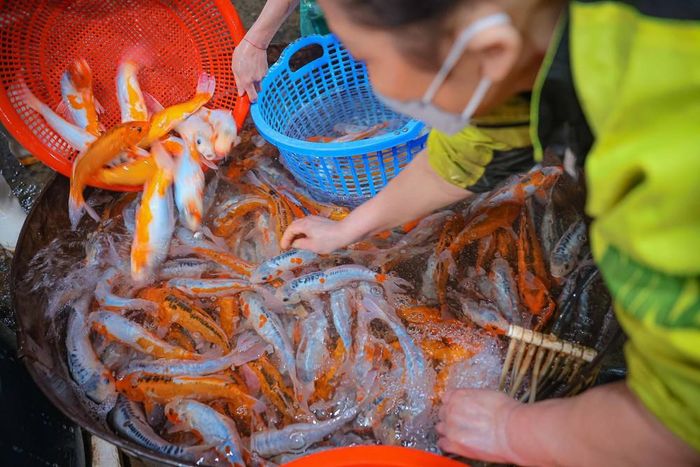 Cá chép với kích cỡ được chuẩn bị phục vụ nhu cầu khách hàng dịp lễ ông Công, ông Táo