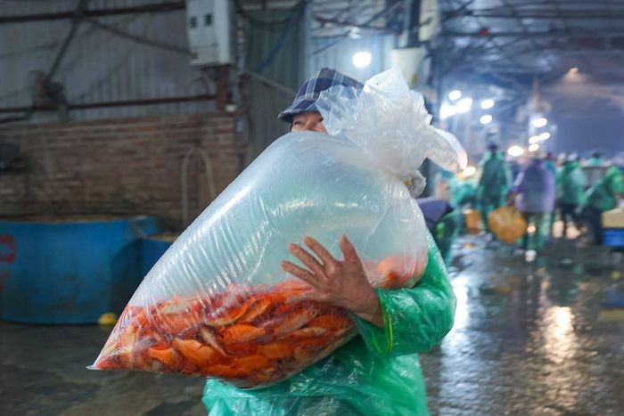 Khách chọn mua được cá chép đỏ tại chợ cá Yên Sở