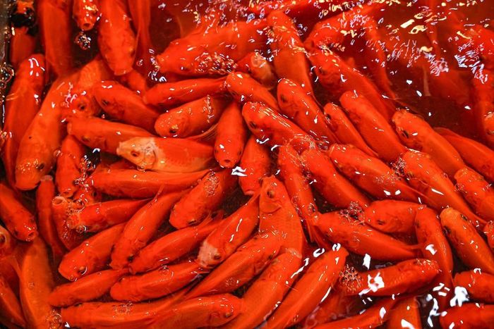 Cá chép đỏ phục vụ cho ngày lễ ông Công, ông Táo
