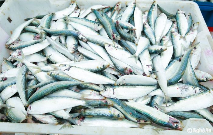 Những con cá trích tươi xanh được dùng để chế biến gỏi, nướng, chiên, phơi khô, làm cá hộp… Ảnh: T.P