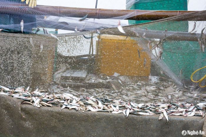 Những ngày này, cảng cá Quỳnh Phương (thị xã Hoàng Mai) đón hàng chục tàu thuyền cập bờ mỗi sáng. Mỗi tàu chở tấm lưới cá trích mắc dày đặc. Ảnh: T.P