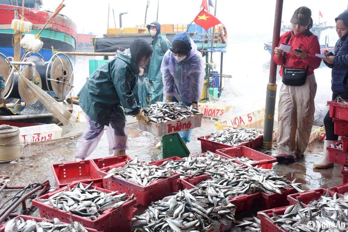 Giá cá trích được thương lái thu mua tại bến từ 13.000-15.000 đồng/kg. Ảnh: T.P