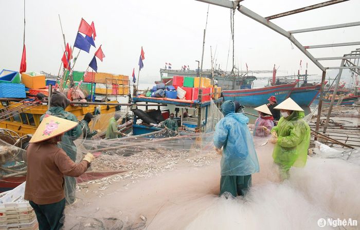 Khi tàu cập bờ, ngư dân vừa kéo lưới, vừa gỡ cá. Ảnh: T.P