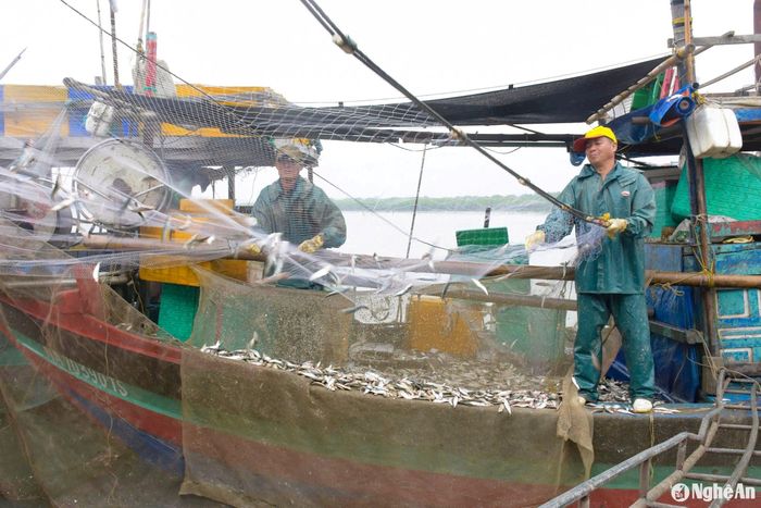 Ông Trương Hoa, chủ một tàu cá ở phường Quỳnh Phương cho biết: “Mùa cá trích từ tháng 10 âm lịch kéo dài đến tháng 5 năm sau. Những ngày qua, sương mù dày đặc, trời lạnh nên trúng được nhiều luồng cá trích. Sau vài tiếng ra khơi, có những tàu thu về cả tấn cá”. Ảnh: T.P