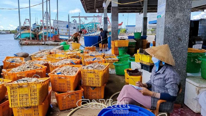 Khai thác thủy sản là thế mạnh của huyện Ngọc Hiển. Ảnh: HUỲNH TỨ