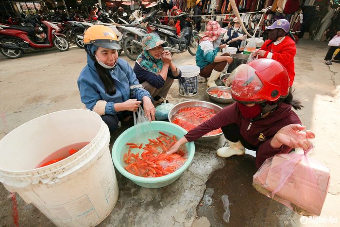 Cá chép đỏ có giá từ 10.000-15.000 đồng/con. Ảnh: T.P