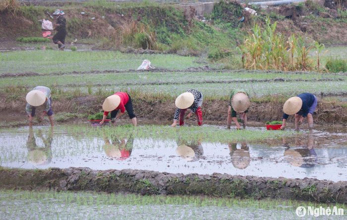 Không khí lao động hăng say, rộn rã tại các bản làng vùng cao Tương Dương. Ảnh: Đình Tuân