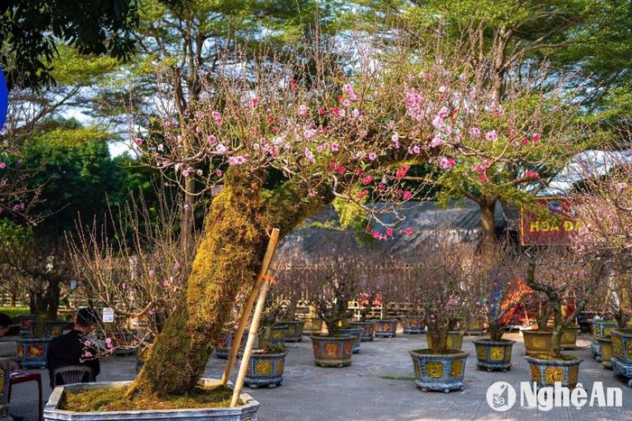Đào được đưa chủ yếu từ Mộc Châu về. Ảnh: Nguyễn Đạo