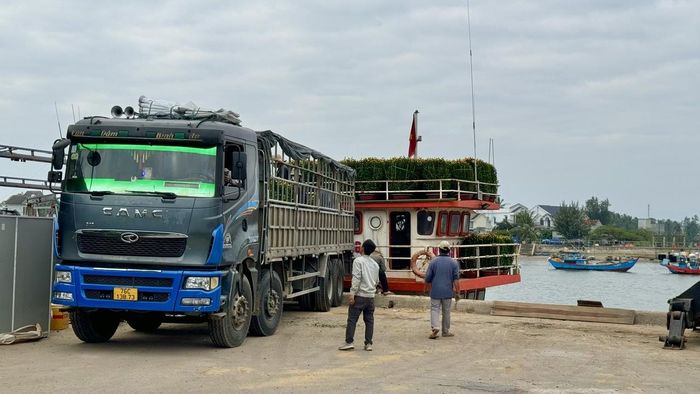 Liên tục những chuyến xe chở hàng đưa hoa ra đảo cập bến cảng Sa Kỳ.