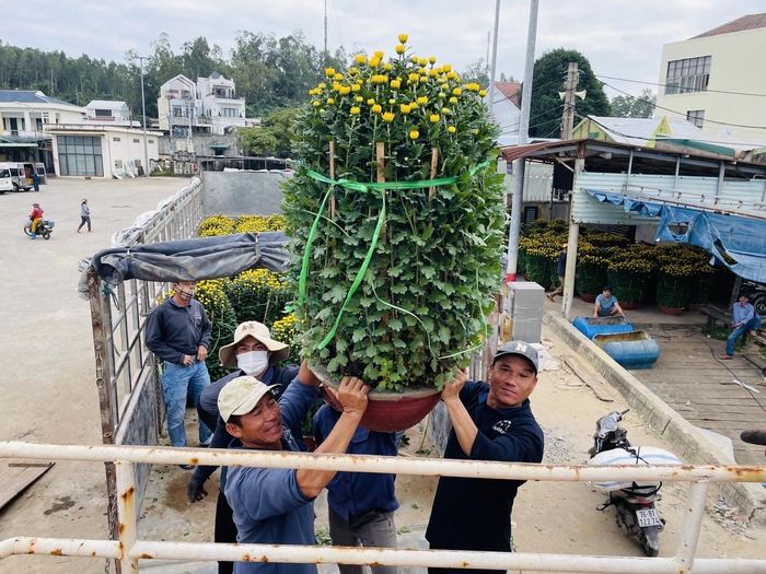 Hoa cúc, hoa mai, quất cảnh… là những loại cây cảnhchưa thể trồng được ở đảo Lý Sơn. Do đó, để phục vụ cho người dân chưng Tết, nhiều thương lái đã nhập trực tiếp tại đất liền để vận chuyển ra đảo Lý Sơn.