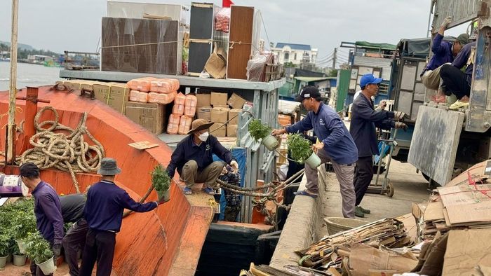 Ông Dương Quý - chủ tàu vận tải Mười Giáp cho biết, thời điểm cận Tết, tàu hàng của ông thường vận chuyển khoảng 300 chậu hoa cúc, quất, mai… ra đảo Lý Sơn. Thời điểm này, các tàu hàng phải liên tục hoạt động để đáp ứng việc vận chuyển, cung ứng hàng hóa cho người dân. “Tôi tranh thủ những ngày thời tiết thuận lợi, cho tàu chạy hết công suất để chở hàng hóa và hoa ra đảo. Mỗi ngày tàu chạy được một chuyến, mỗi chuyến tàu chở được khoảng 200 tấn hàng hóa và hoa tết ra đảo”, ông Quý nói.