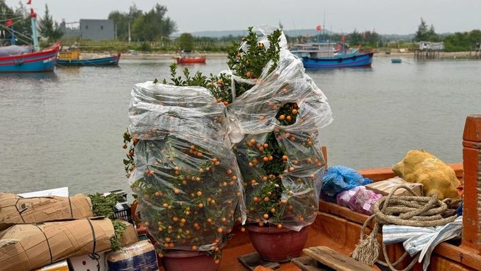 Những chậu quất cảnh được bọc kỹ càng, chuẩn bị đưa ra đảo Lý Sơn.