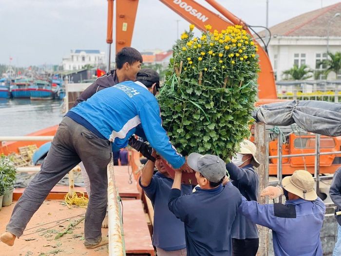 Ngoài các loại hoa cúc, quất, những chuyến tàu ngày cuối năm còn chở thêm hoa đào, hoa mai cùng nhiều hàng hóa, thực phẩm để cung ứng cho hơn 22.000 người dân đảo tiền tiêu.