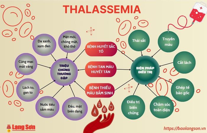 Infographic về triệu chứng và biện pháp điều trị bệnh Thalassemia