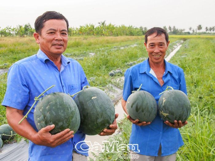Bà con xã Lý Văn Lâm phấn khởi khi vụ dưa Tết mang lại nguồn thu nhập khá.