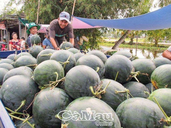 Ông Lê Văn Gào, Ấp Chánh, trồng 2 công dưa với 2.200 dây giống An Tiêm. Ông phấn khởi khi thu lãi trên 30 triệu đồng vụ dưa Tết này.