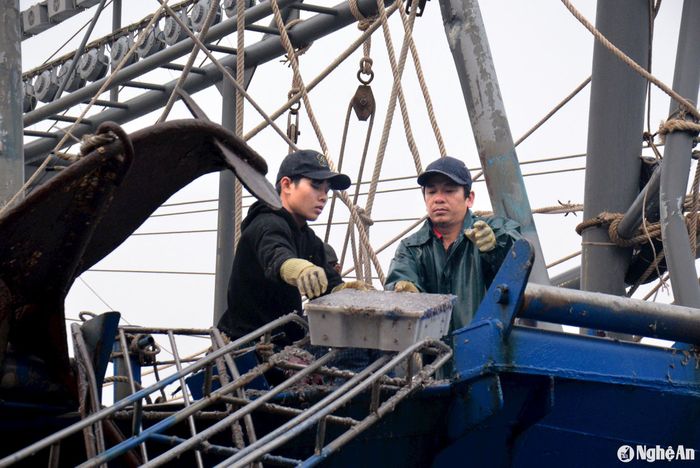 Với ngư dân Nguyễn Đức Hà - chủ tàu cá NA 90291 TS chuyến biển này cũng đánh bắt được 10 tấn cá trỏng và 3 tạ cá hố, thu về 150 triệu đồng. Tuy nhiên, do thời gian đánh bắt trong vòng 4 ngày, nên trừ chi phí vẫn còn có lãi. Ảnh: Xuân Hoàng