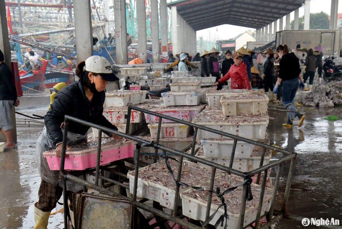 Tết Nguyên đán đang đến gần, Cảng cá Lạch Quèn đã bố trí khu vực neo đậu an toàn và hỗ trợ ngư dân thuận tiện lên xuống hàng hóa cũng như sẵn sàng phương tiện ra khơi trong năm mới. Theo đó, Ban Quản lý Cảng cá Lạch Quèn tiếp tục giám sát và vận động ngư dân đánh bắt đúng vùng, đúng tuyến, duy trì kết nối thiết bị giám sát hành trình theo quy định. Ảnh: xuân Hoàng