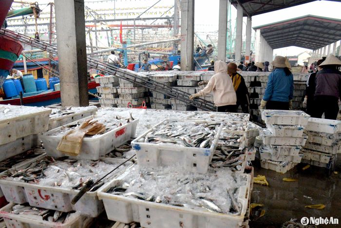 Ngư dân cho biết, thường vào dịp cuối năm, các chủ tàu cá chỉ ra khơi khoảng 5-7 ngày rồi nhanh chóng cập bến để “xuống” cá. Sau đó neo đậu tàu cá an toàn, thu dọn ngư cụ để nghỉ Tết. Ảnh: Xuân Hoàng