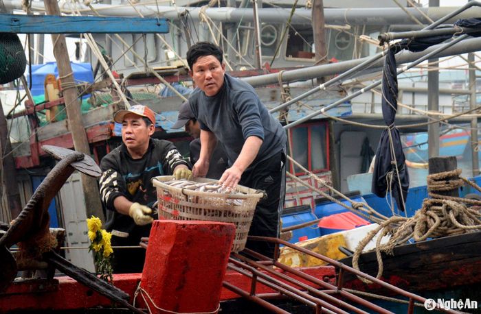 Là chuyến biển cuối năm, nên mọi việc tại cảng cá đều diễn ra nhanh chóng. Bởi với ngư dân, ai cũng mong muốn được sum họp với gia đình sau cả năm lênh đênh trên biển. Ảnh: xuân Hoàng